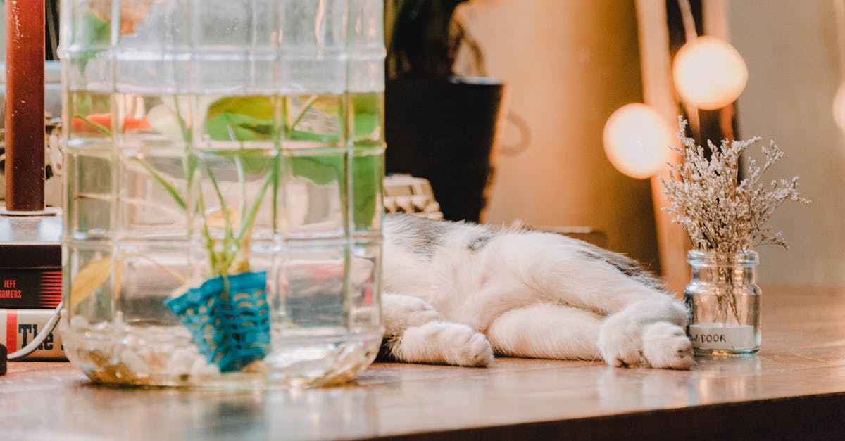 Pourquoi les chats n'aiment-ils pas l'eau ? Découvrez pourquoi !