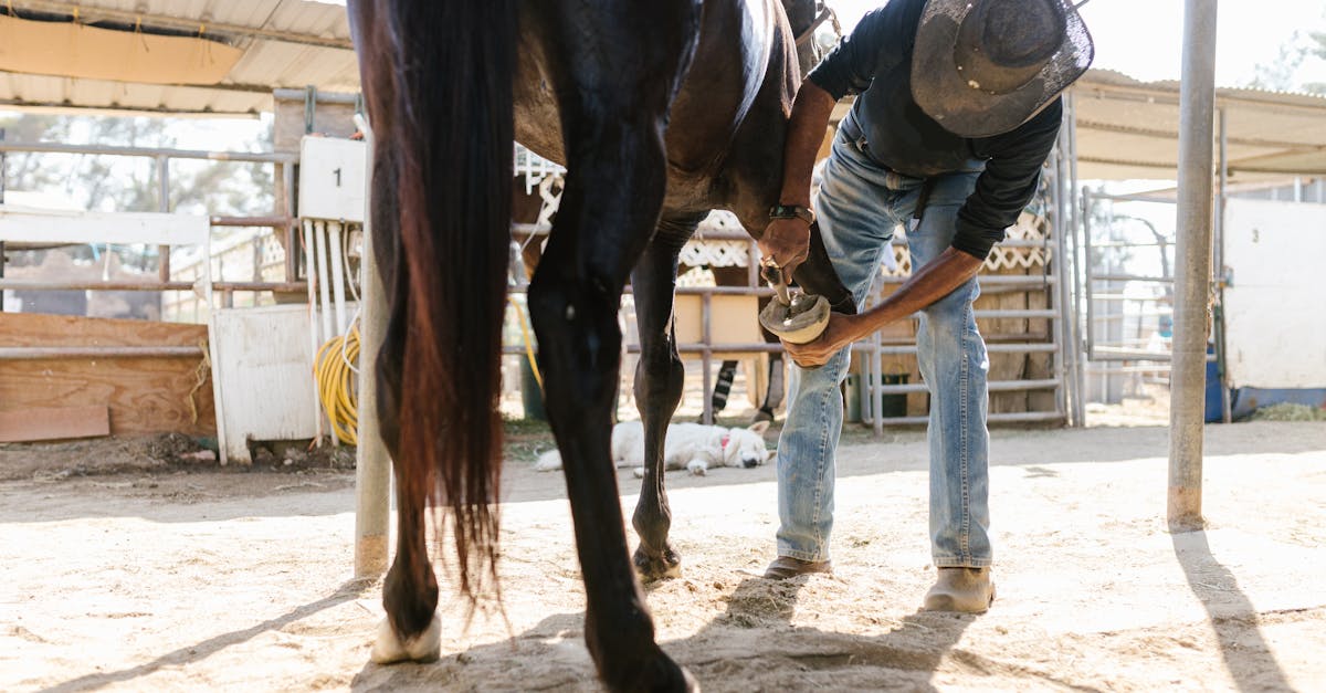 Pourquoi les chevaux ont-ils besoin de fers à cheval ?