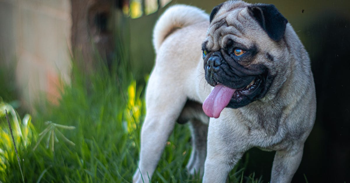 Pourquoi les chiens ont-ils une queue et à quoi sert-elle ?