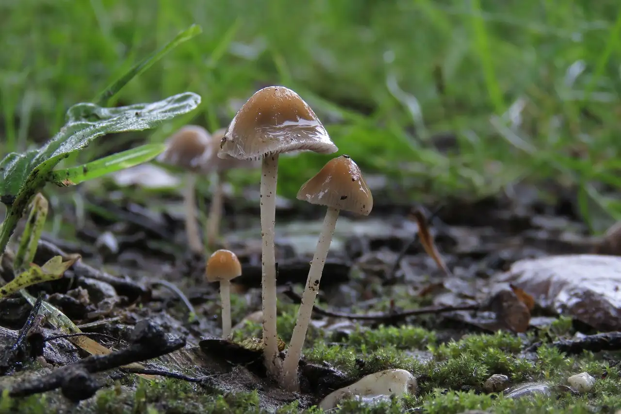 Les champignons attirent-ils ou repoussent-ils les animaux ?