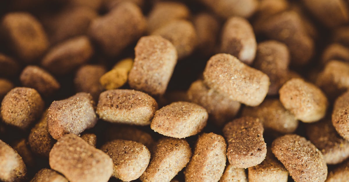 Les croquettes sans céréales pour chiens sont-elles idéales ?