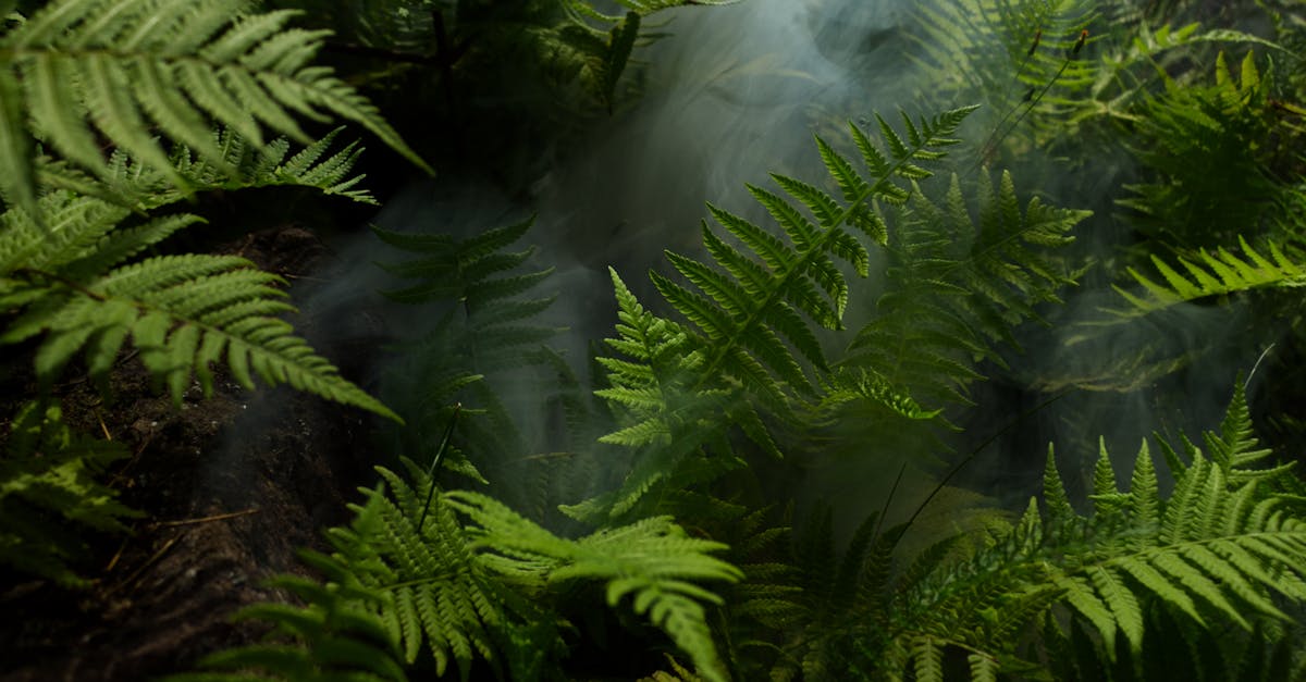 Pourquoi la forêt amazonienne est-elle essentielle pour nous ?