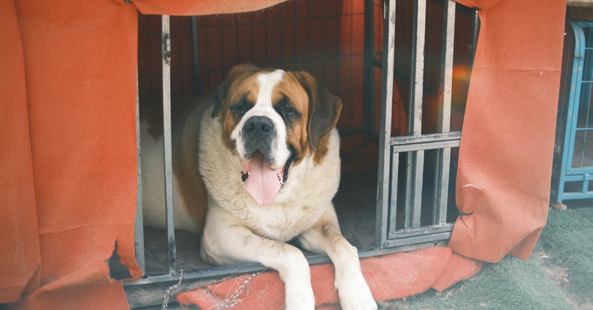 Pourquoi le Saint-Bernard est-il le meilleur chien de sauvetage ?
