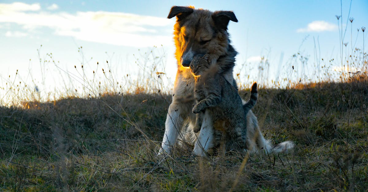 Pourquoi les chats attrapent-ils des souris et pas les chiens ?