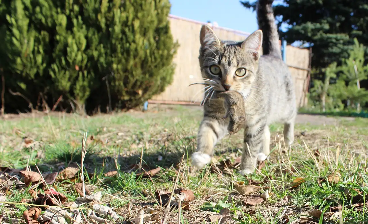 Pourquoi les chats sont-ils d'excellents chasseurs ?