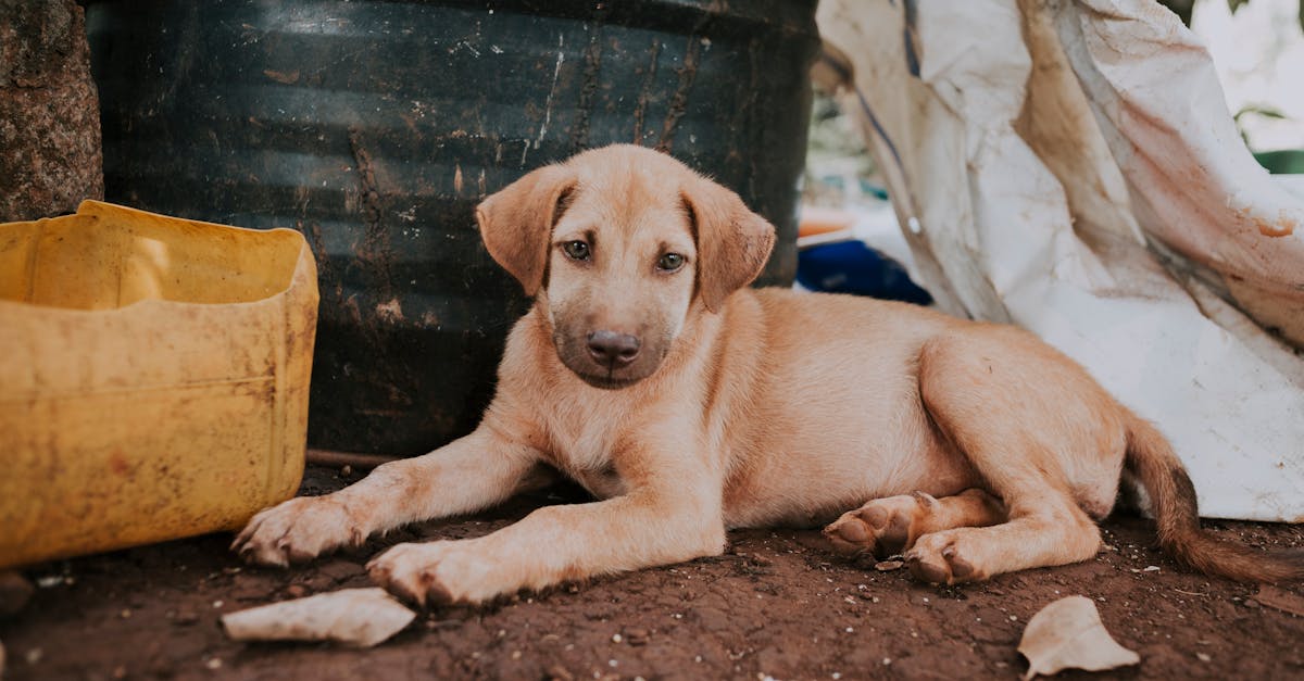 Pourquoi mon chiot urine-t-il à l'intérieur si souvent ?