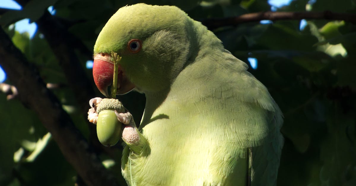 Pourquoi mon perroquet dort-il en boule ? Explications ici !