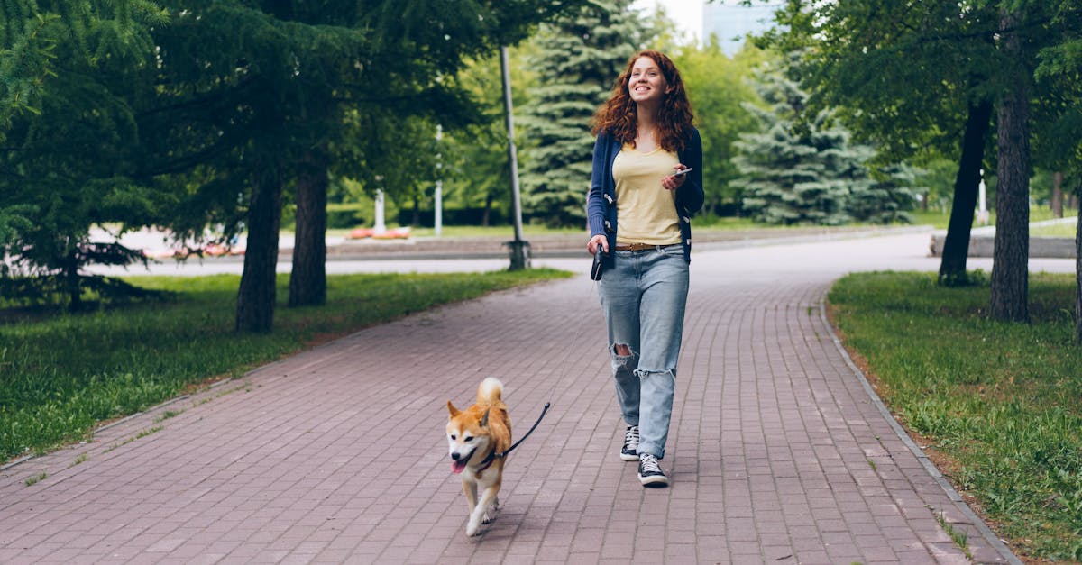 Quelle race de chien était Hachi et pourquoi le film fascine ?