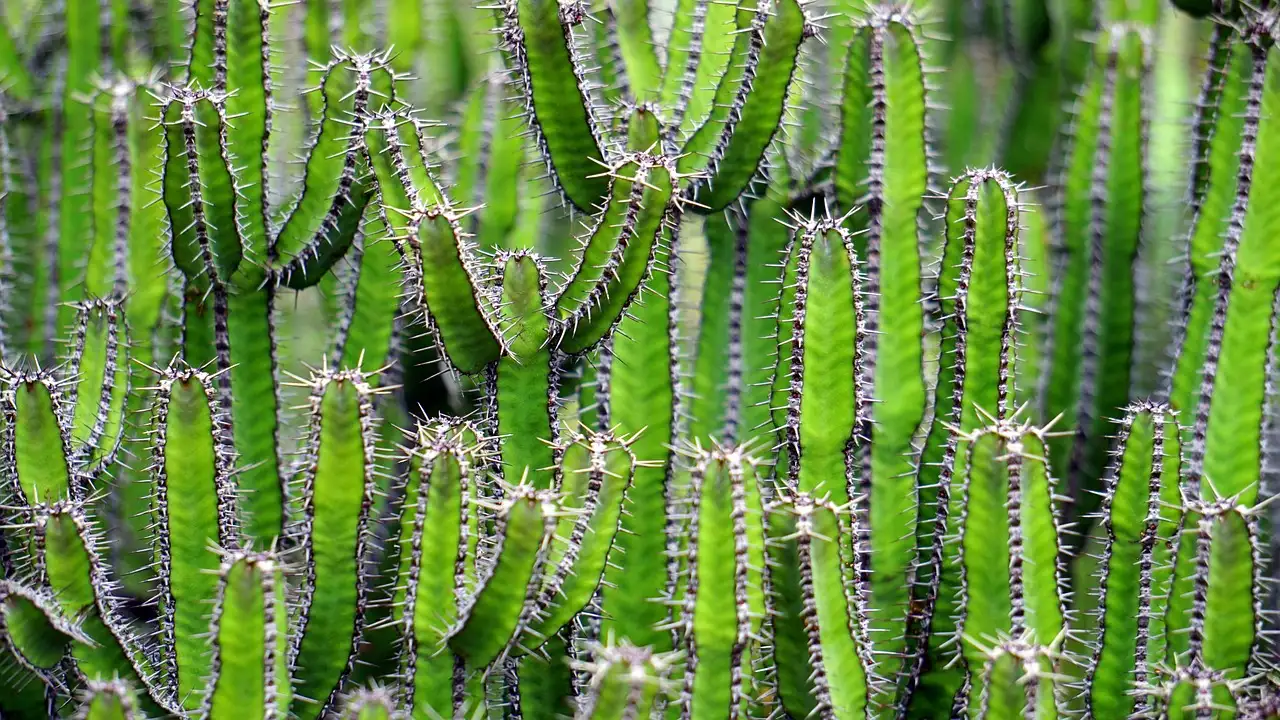 Quelles sont les 3 attractions incontournables en Arizona ?