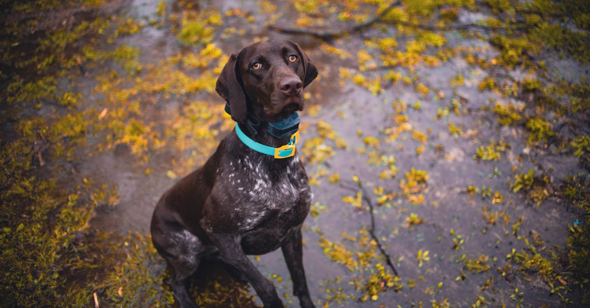 Quelles sont les meilleures races de chiens de chasse ?