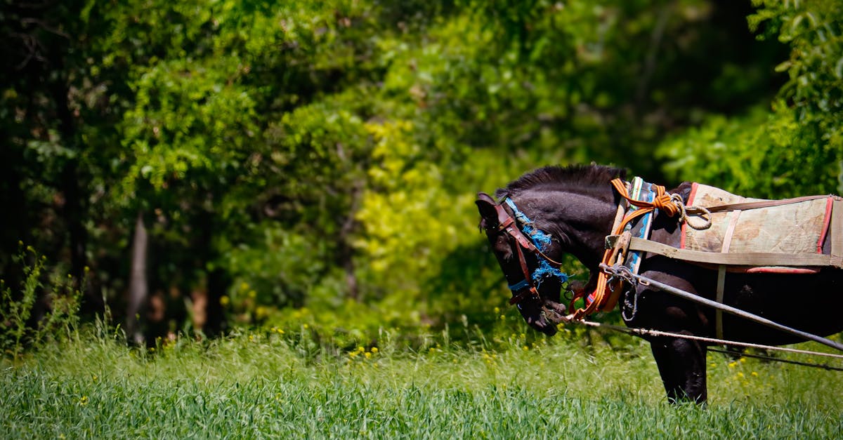 Quelles tribus indiennes élevaient des chevaux ?