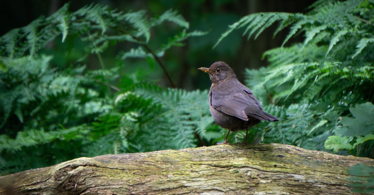 Quels oiseaux communs observe-t-on aux Pays-Bas ?