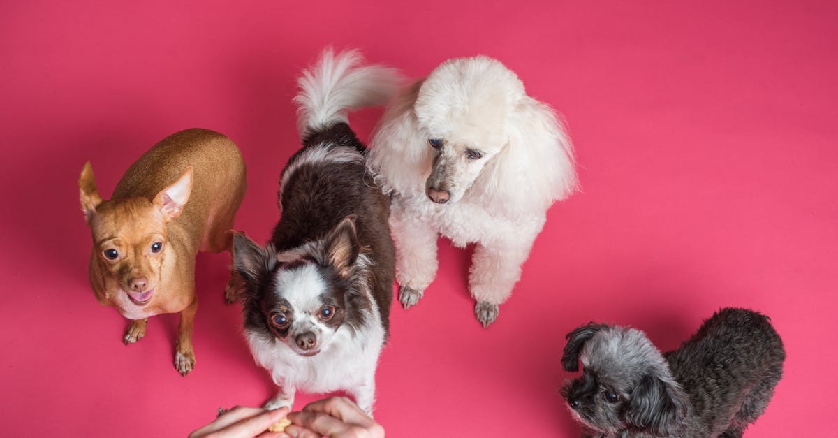 Quels sont les meilleurs animaux de compagnie pour vous ?