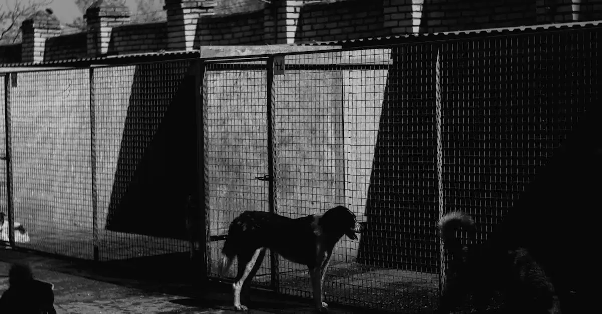 Quels sont les meilleurs chiens de garde pour votre sécurité ?
