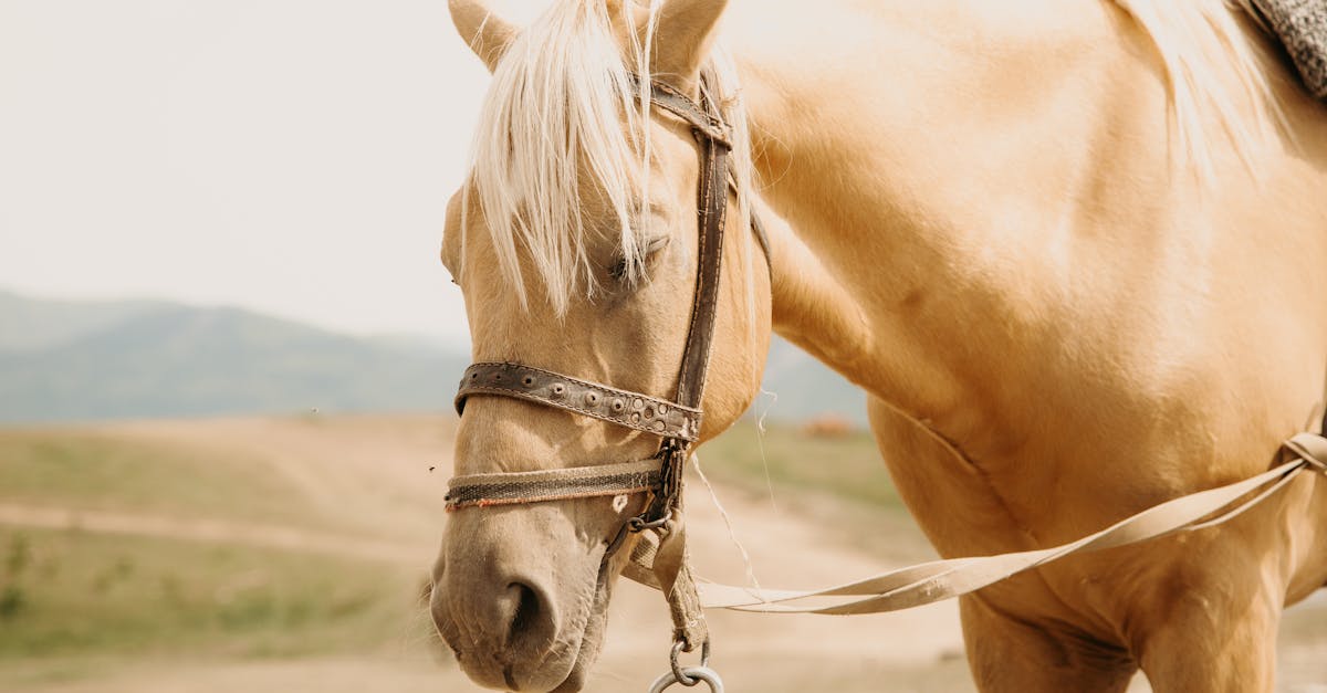 Qu'est-ce qu'un cheval palomino et pourquoi est-il unique ?