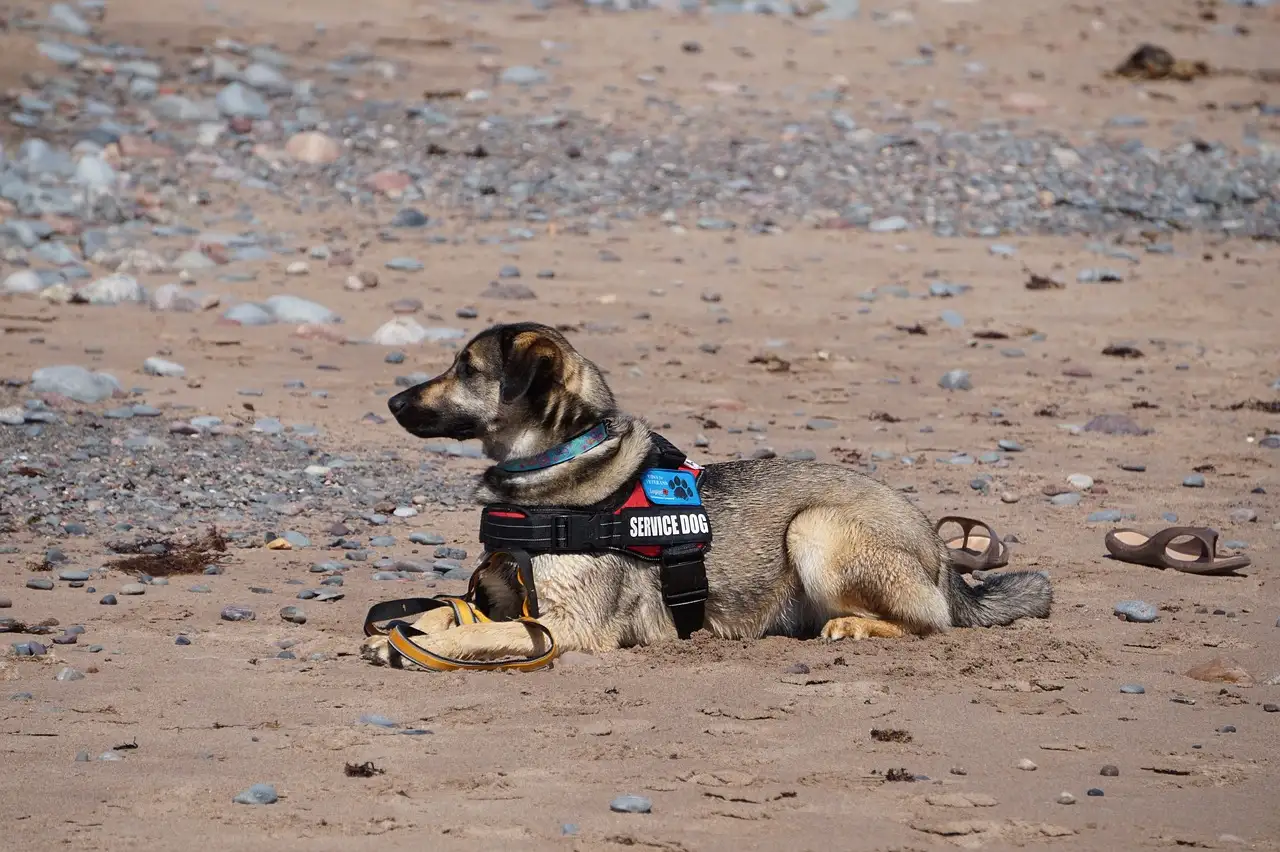 Qu'est-ce qu'un chien d'assistance et comment vous aide-t-il ?