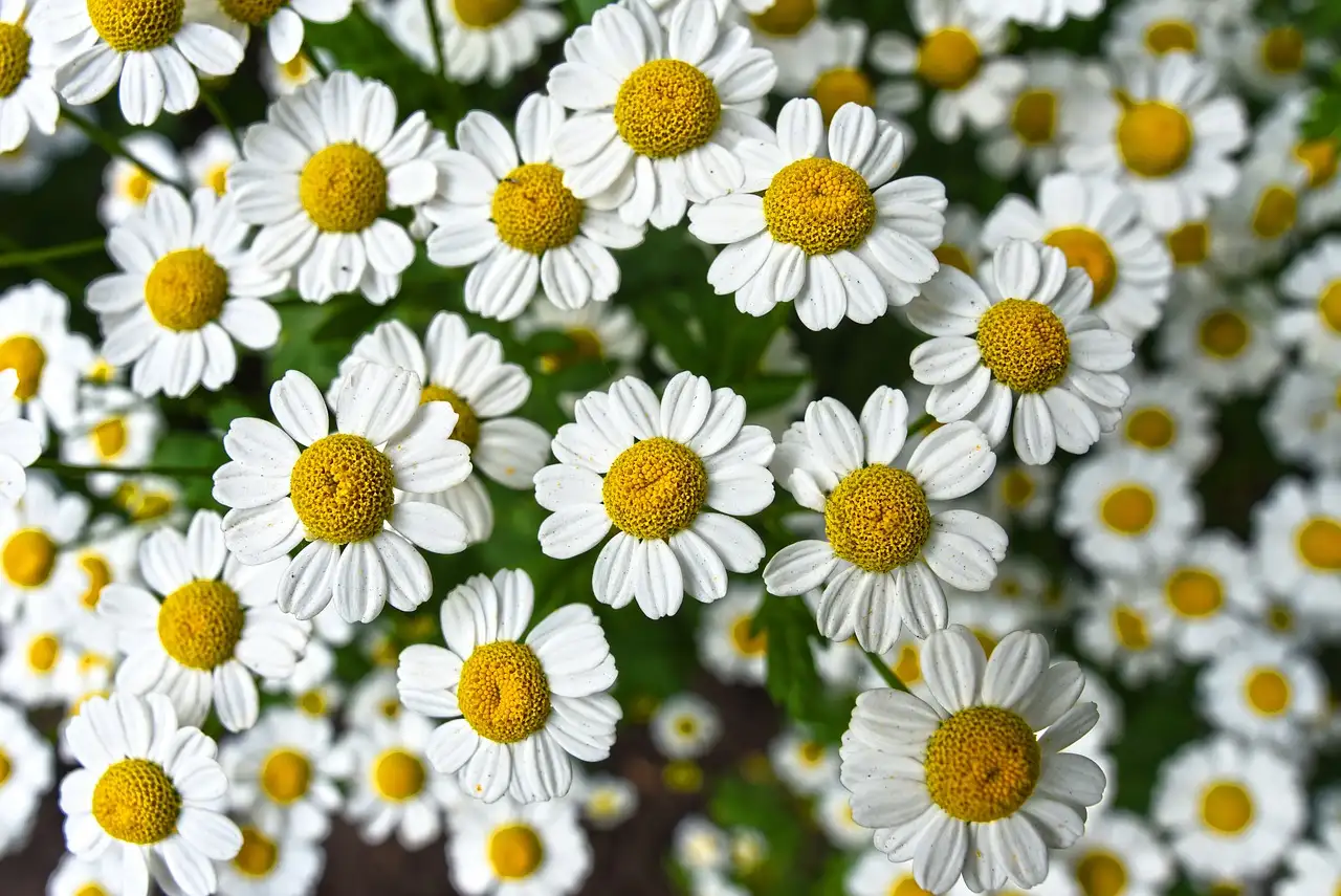 Camomille : Comment soulager les douleurs menstruelles ?