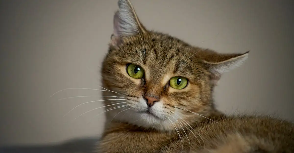 Comment bien prendre soin du pelage de votre chat ?