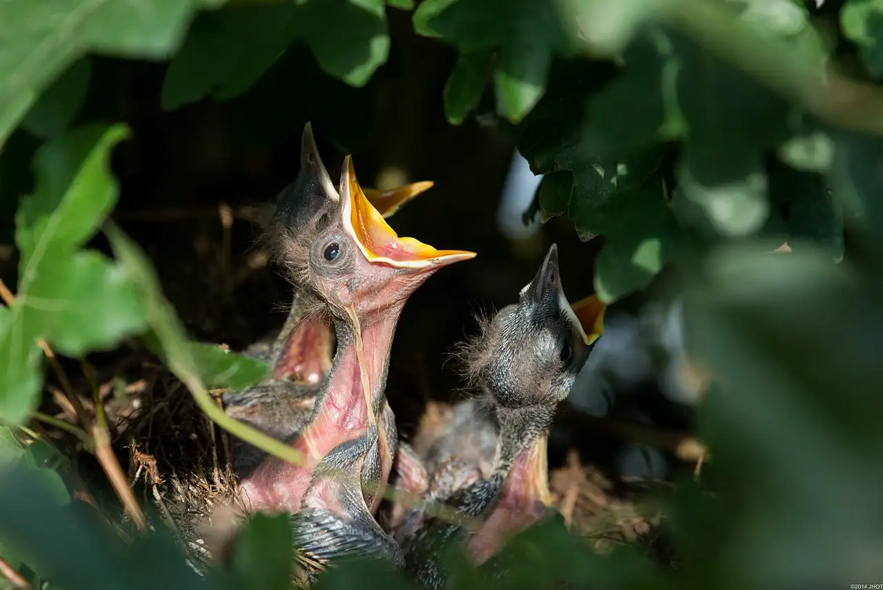 Comment distinguer merles et grives des autres oiseaux ?
