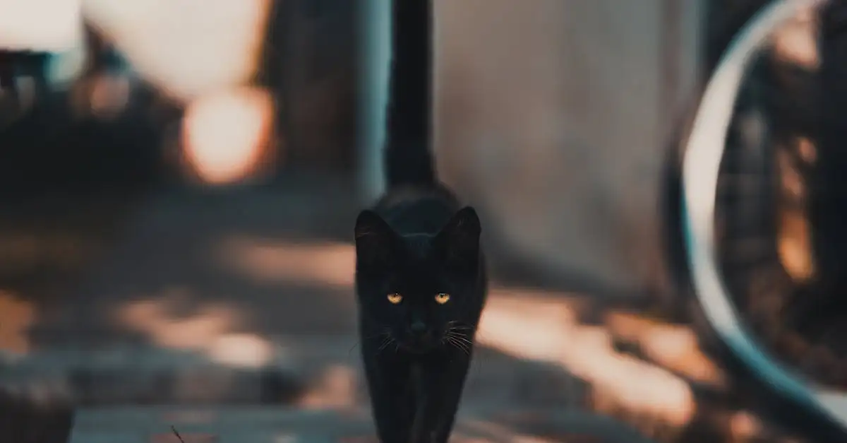 Comment les chats ont-ils survécu aux superstitions ?