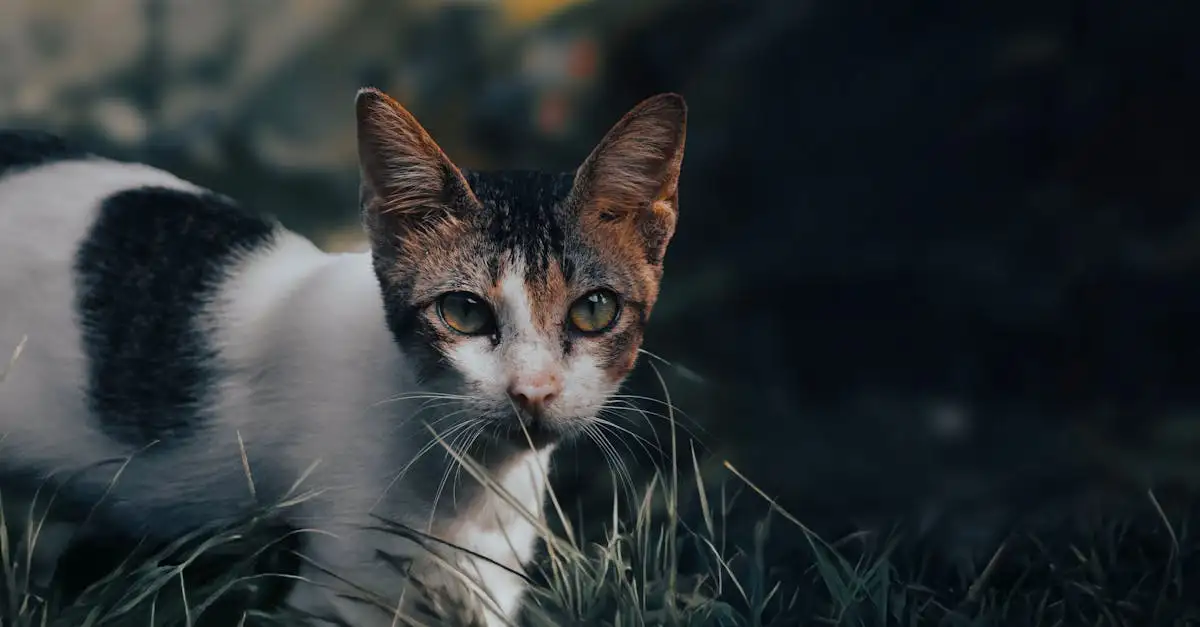 Comment les chats se servent-ils de leurs moustaches pour naviguer ?