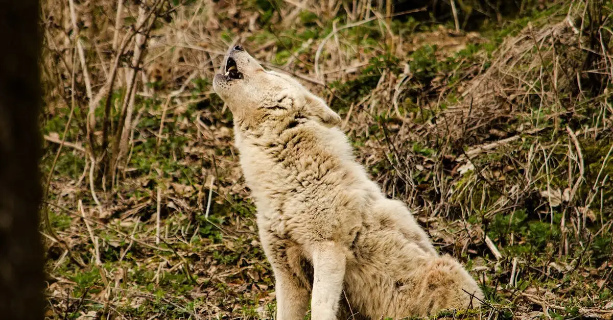 Comment les chiens communiquent-ils entre eux ? Découvrez-le !