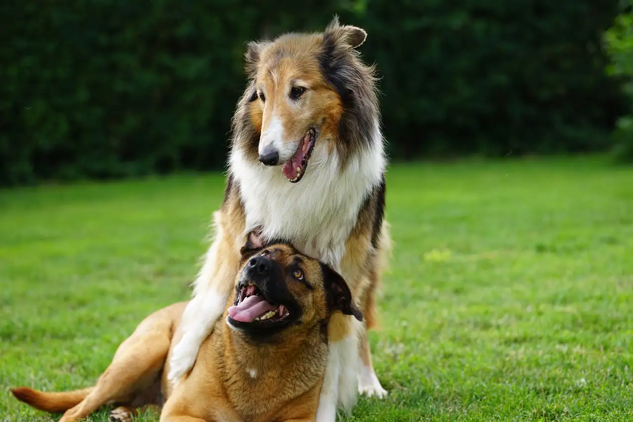 Comment les chiens communiquent-ils entre eux ? Découvrez-le !