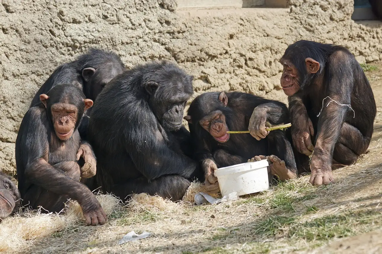 Comment les chimpanzés utilisent-ils des outils pour manger ?