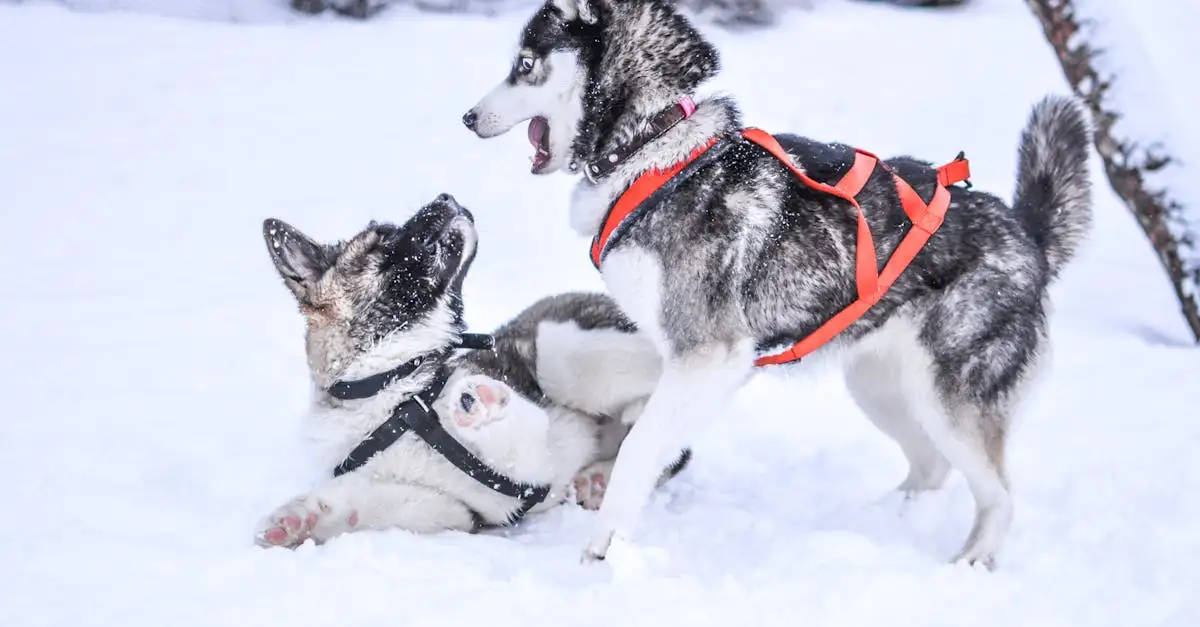 Comment les Huskies s'adaptent-ils aux climats froids ?