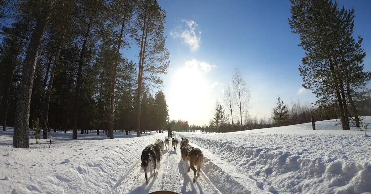 Comment les Huskies s'adaptent-ils aux climats froids ?
