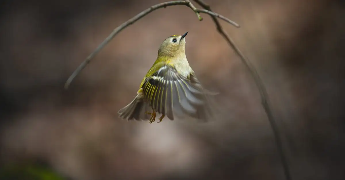 Comment les jeunes oiseaux apprennent-ils à voler ?