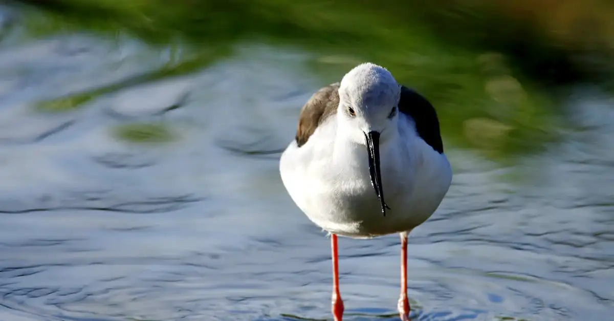 Les oiseaux peuvent-ils détecter les odeurs ? Découvrez-le !