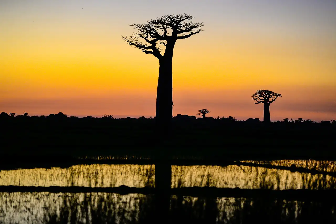 Où découvrir les baobabs emblématiques de Madagascar ?