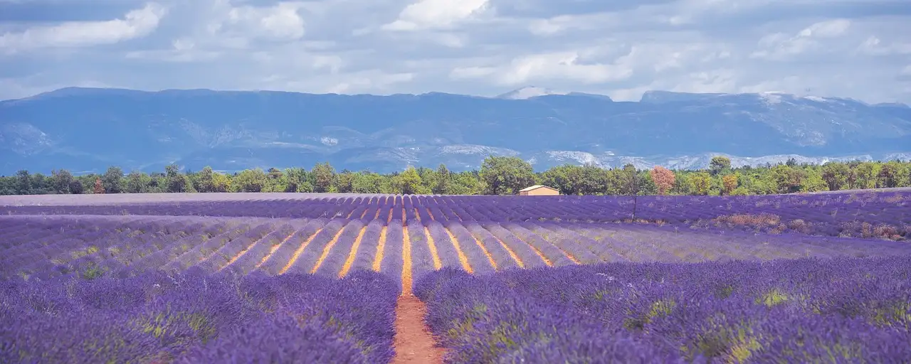 Où trouver les plus beaux champs de lavande en Provence ?