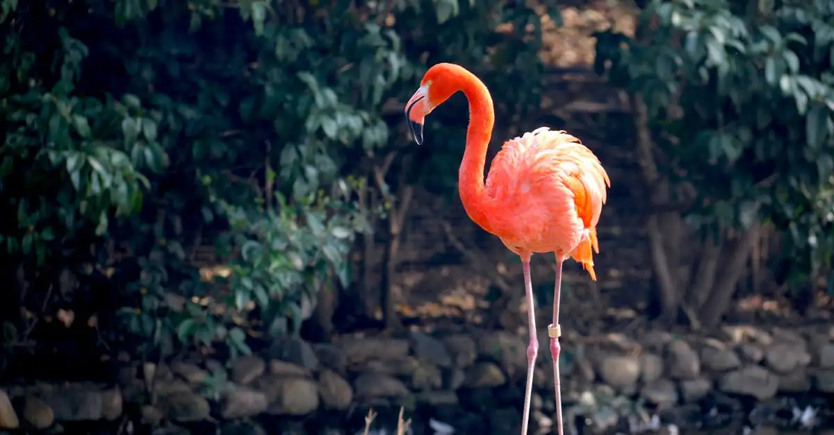 Pourquoi le flamant rose est-il si... rose ? Découvrez-le !