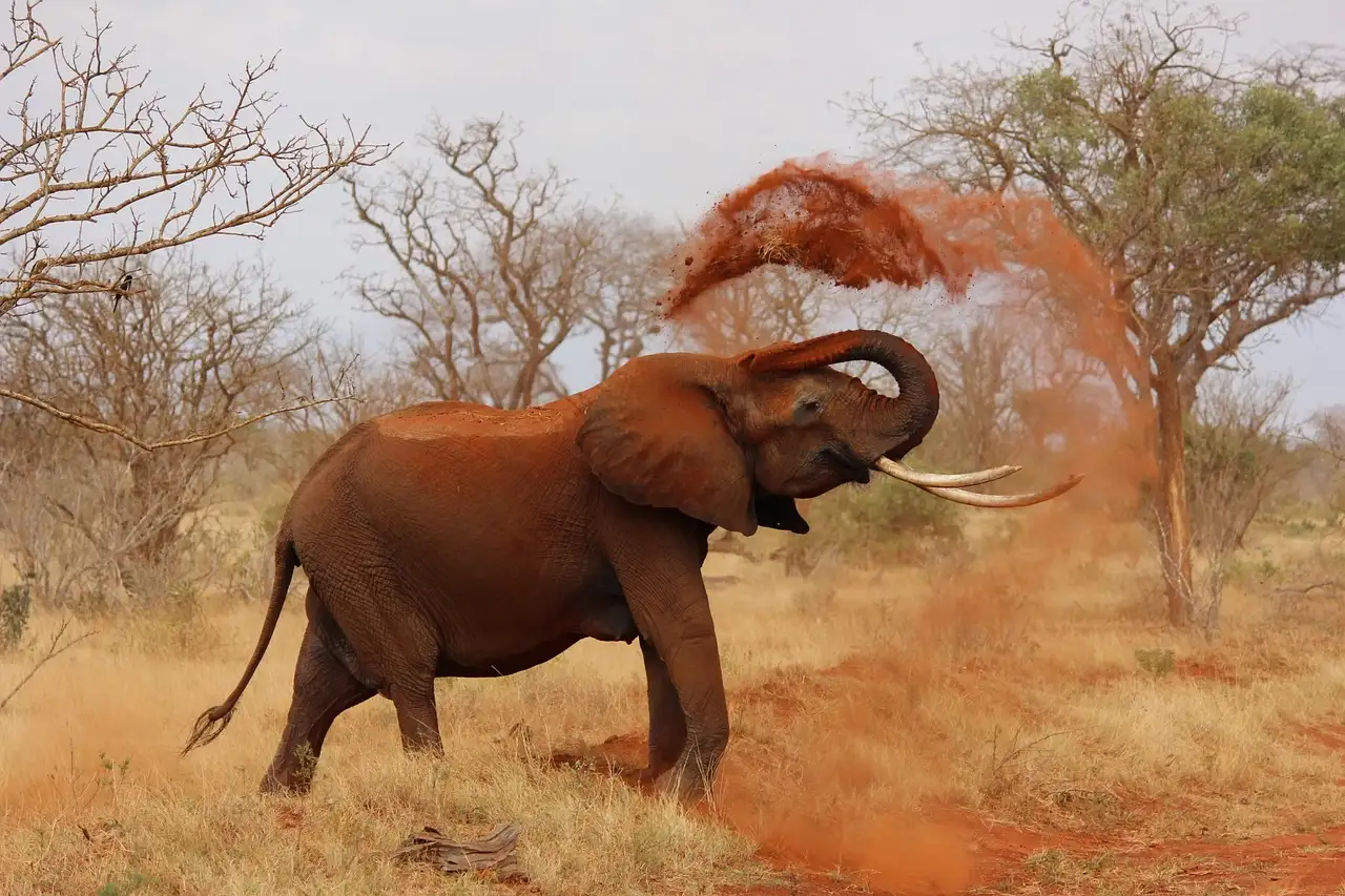 Pourquoi l'éléphant d'Afrique est-il si grand ?