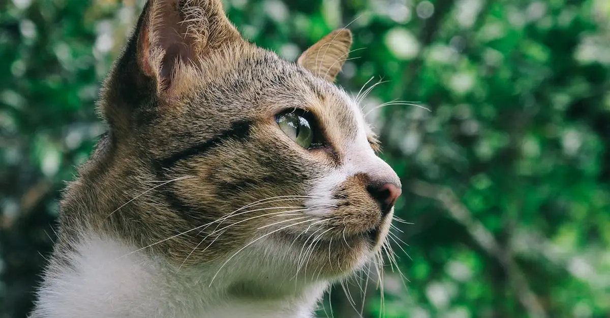 Pourquoi les chats griffent-ils les meubles et comment y remédier ?