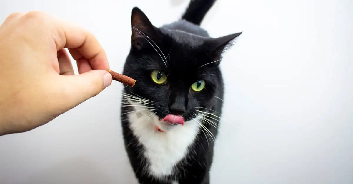 Pourquoi les chats sont-ils considérés comme des carnivores ?