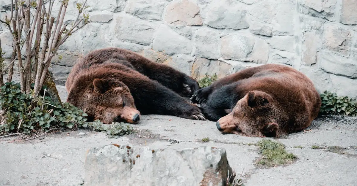 Pourquoi les ours hibernent-ils ? Tout savoir ici !