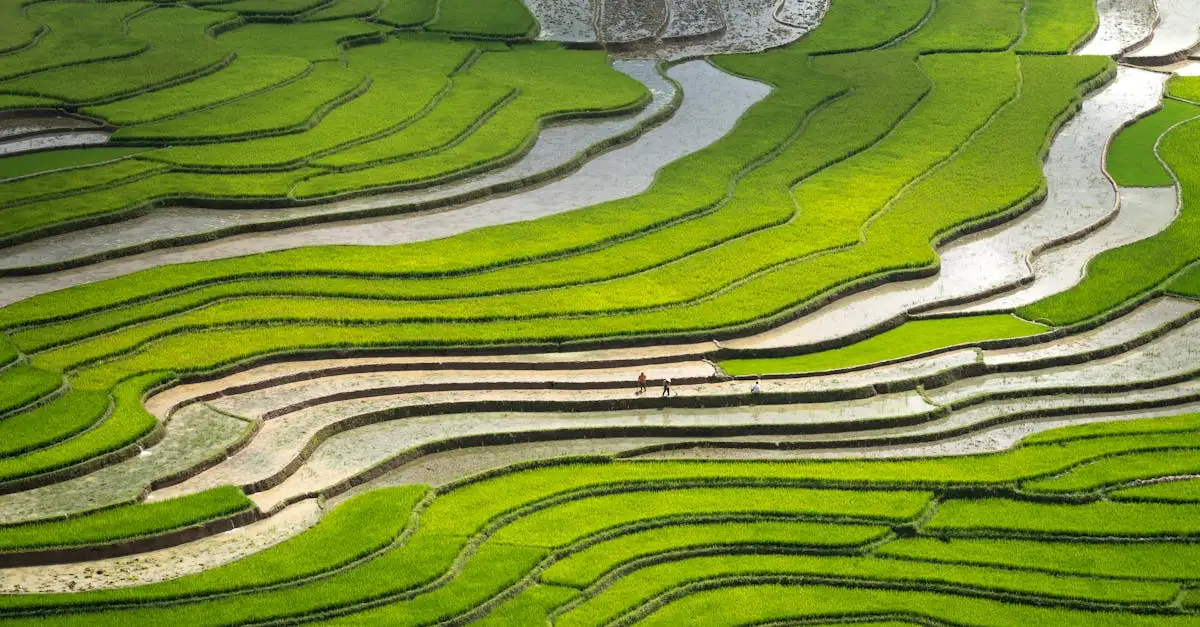 Que faire à Ubud, la paisible campagne indonésienne ?