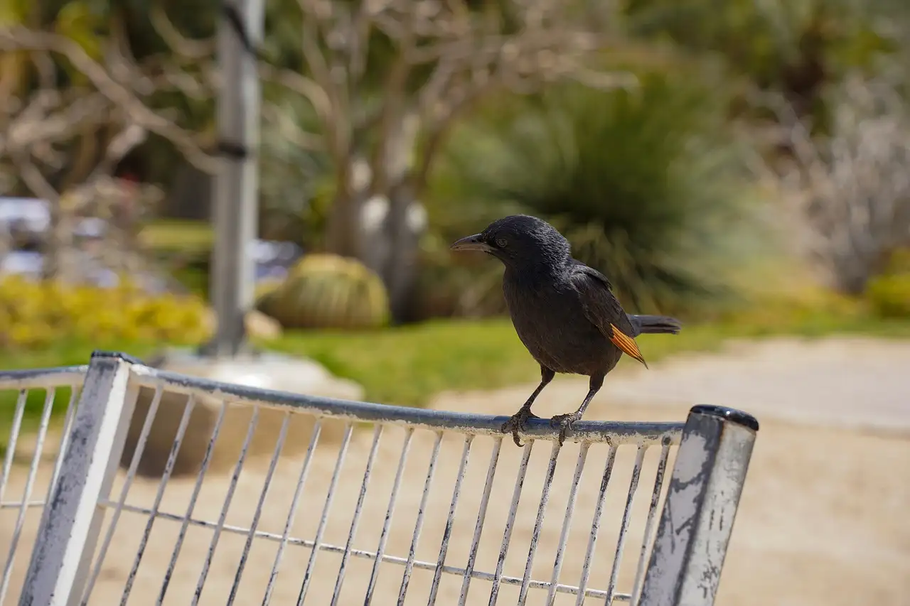 Quel est le parc national abritant Ein Gedi ?