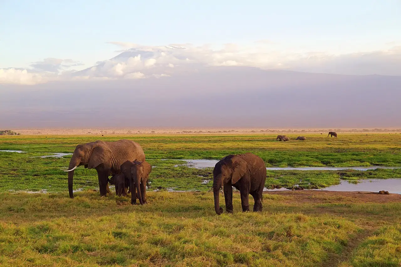 Quel est le parc national du Kilimandjaro en Afrique ?