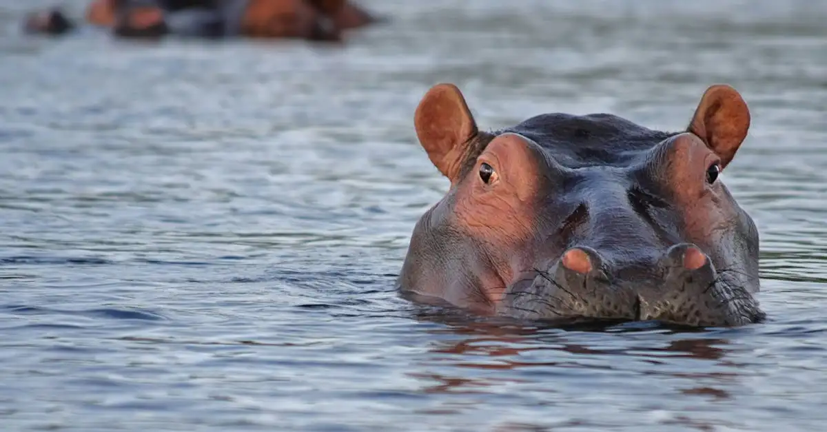 Quelle est la deuxième plus longue rivière d'Afrique ?