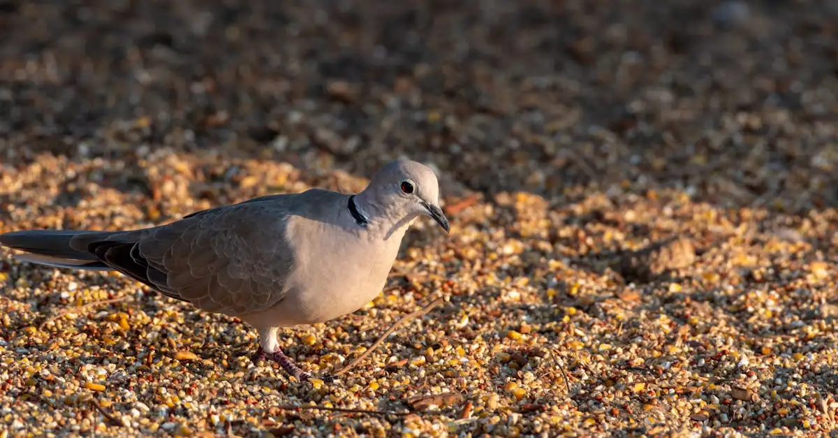 Quelles sont les particularités des oiseaux monogames ?