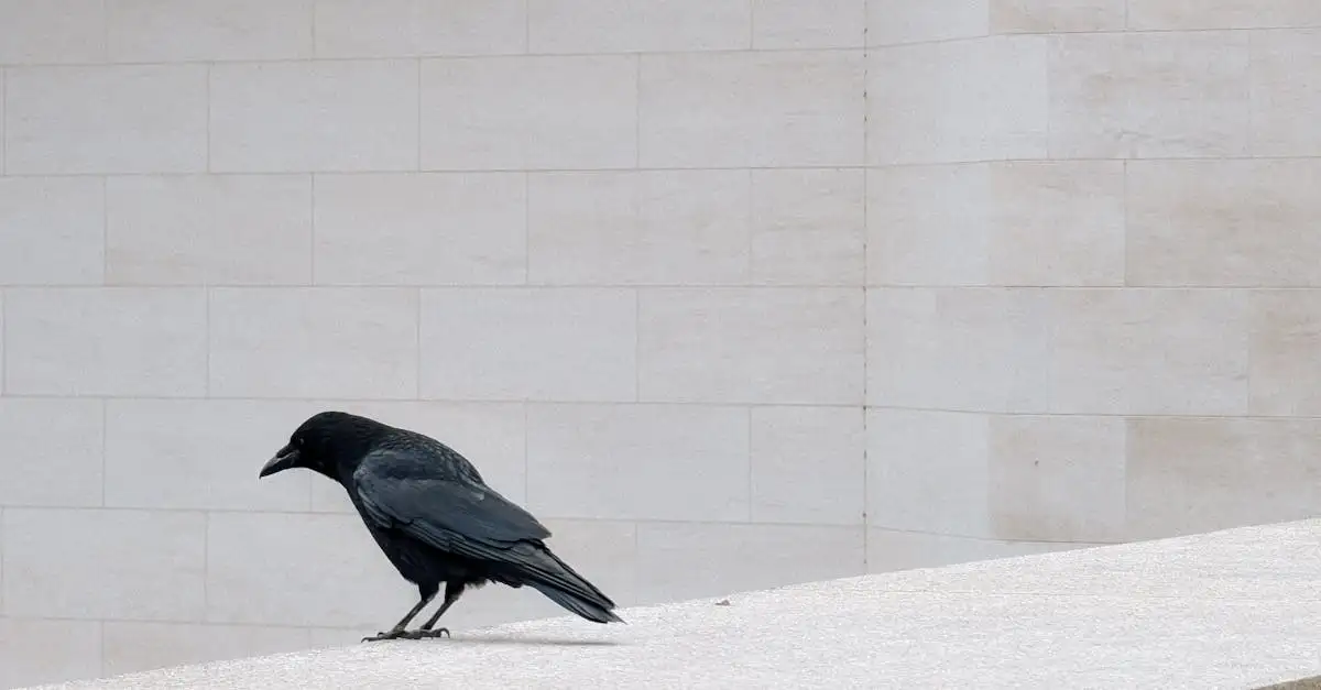 Quels oiseaux s'adaptent le mieux à la vie urbaine ?