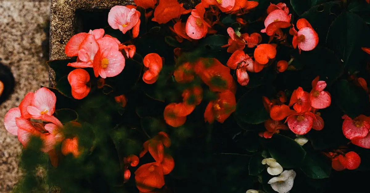 Quelle région d'Australie abrite des plantes uniques ?