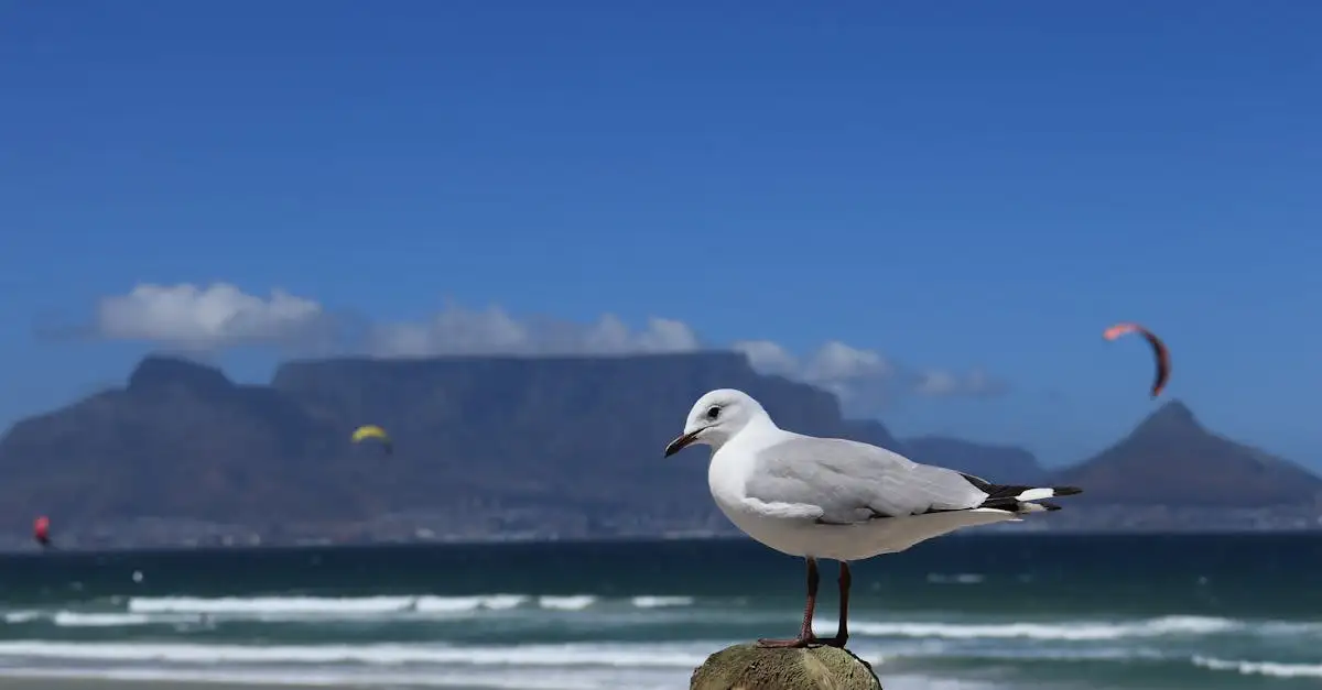 Quelle ville d'Afrique du Sud abrite Robben Island ?