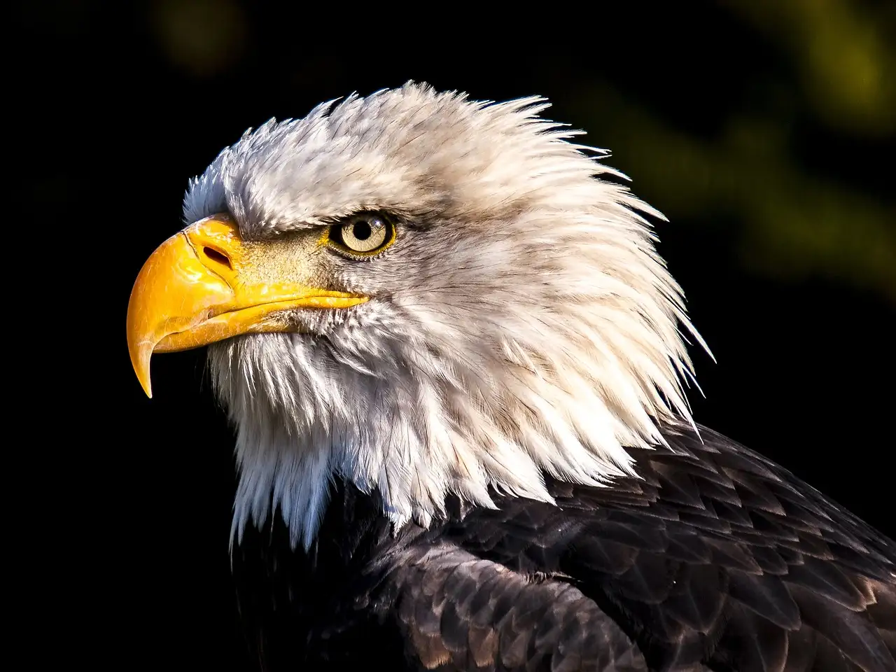 Qui chante Hotel California dans le groupe Eagles ?