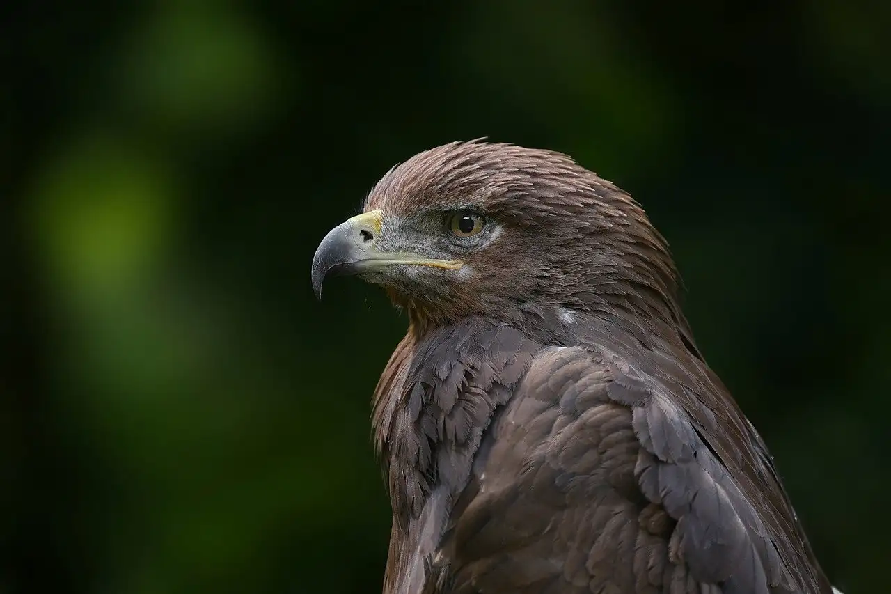 Qui chante Hotel California dans le groupe Eagles ?