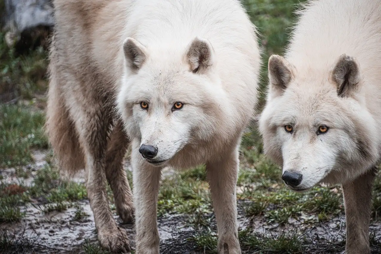 Les loups peuvent-ils apprendre des humains ? Découvrez comment !